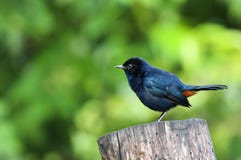 O sordidus maçante-azul de Eumyias do papa-moscas fotografia de stock O sordidus maçante-azul de Eumyias do papa-moscas fotografia de stock