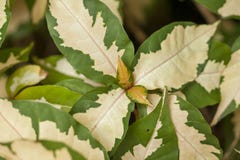 O teste padrão das folhas é verde branco, alterno fotos de stock O teste padrão das folhas é verde branco, alterno fotos de stock