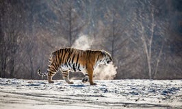 O tigre Siberian anda em uma clareira nevado em uma nuvem do vapor em uma imagem muito incomum dura da geada China harbin Provínc imagem de stock O tigre Siberian anda em uma clareira nevado em uma nuvem do vapor em uma imagem muito incomum dura da geada China harbin Provínc imagem de stock