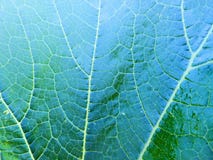 O verde fresco da pintura de óleo deixa o fundo da textura Imagens de Stock O verde fresco da pintura de óleo deixa o fundo da textura Imagens de Stock
