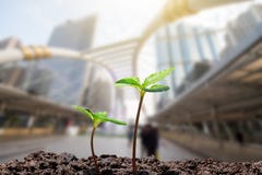 O verde novo brota com a gota da água que cresce acima do solo na cidade borrada com fundo macio da luz solar imagem de stock royalty free O verde novo brota com a gota da água que cresce acima do solo na cidade borrada com fundo macio da luz solar imagem de stock royalty free