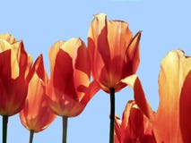 O vermelho brilhante coloriu tulipas contra um fundo de um céu azul Imagem de Stock O vermelho brilhante coloriu tulipas contra um fundo de um céu azul Imagem de Stock