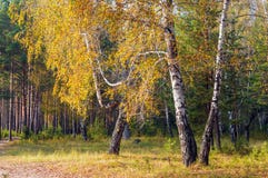 O vidoeiro da floresta do outono no vestido amarelo com enrolamento ramifica imagens de stock O vidoeiro da floresta do outono no vestido amarelo com enrolamento ramifica imagens de stock