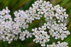 O yarrow branco floresce opinião do close up do primeiro plano de cima de imagens de stock O yarrow branco floresce opinião do close up do primeiro plano de cima de imagens de stock