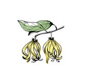 O ylang de Ylang floresce a ilustração do vetor da tinta do esboço ilustração do vetor O ylang de Ylang floresce a ilustração do vetor da tinta do esboço ilustração do vetor