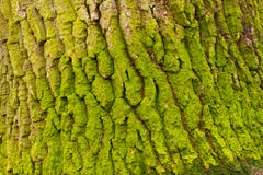 Oak Bark Royalty Free Stock Images Oak Bark Royalty Free Stock Images