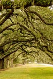 Oak Limbs Over Grassy Lane Royalty Free Stock Images