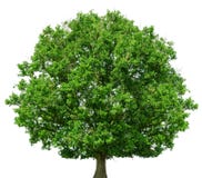 Oak tree isolated on white background royalty free stock images Oak tree isolated on white background royalty free stock images