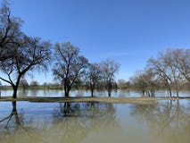 Oak tree by Sacramento River -1 royalty free stock image Oak tree by Sacramento River -1 royalty free stock image