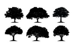 Free Oak Tree Silhouette Cliparts Royalty Free Stock Photo - 124853915