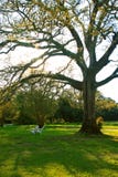 Oak tree in the spring