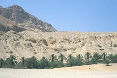 Oasis Oasis