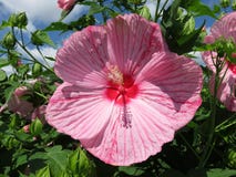 Oavkortad blom för rosa sommarhibiskusblomma arkivfoton Oavkortad blom för rosa sommarhibiskusblomma arkivfoton