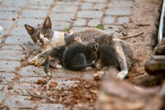 Obdachlose Katze mit Kätzchen stockfoto Obdachlose Katze mit Kätzchen stockfoto