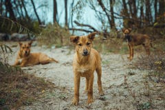 Obdachloser wilder Hund in der alten radioaktiven Zone in Pripyat-Stadt - verlassene Geisterstadt nach Atomkatastrophe chernobyl stockfoto Obdachloser wilder Hund in der alten radioaktiven Zone in Pripyat-Stadt - verlassene Geisterstadt nach Atomkatastrophe chernobyl stockfoto