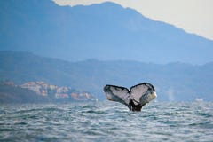 Observation de baleine images stock Observation de baleine images stock