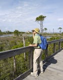 Observation des oiseaux d'homme au parc d'état de la Floride photo libre de droits Observation des oiseaux d'homme au parc d'état de la Floride photo libre de droits