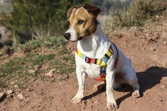 Observation se reposante de Jack Russell, dans l'expectative photos libres de droits Observation se reposante de Jack Russell, dans l'expectative photos libres de droits