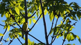 The observer of nature. royalty free stock image The observer of nature. royalty free stock image