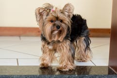 Observez, chien fou sur la propriété photos stock Observez, chien fou sur la propriété photos stock