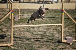 Obstáculo de salto do cão de água de um circuito imagens de stock Obstáculo de salto do cão de água de um circuito imagens de stock