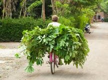 Obsługuje odtransportowywać jego uprawy na bicyklu, Indonezja zdjęcia stock Obsługuje odtransportowywać jego uprawy na bicyklu, Indonezja zdjęcia stock
