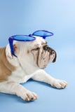 Occhiali da sole da portare del bulldog. immagine stock libera da diritti Occhiali da sole da portare del bulldog. immagine stock libera da diritti