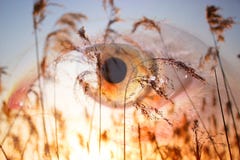 Occhio di doppia esposizione e giacimento di grano fotografie stock libere da diritti Occhio di doppia esposizione e giacimento di grano fotografie stock libere da diritti