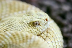 Occhio di serpente arrotolato dell'albino immagine stock Occhio di serpente arrotolato dell'albino immagine stock