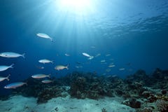 Ocean And Fish Royalty Free Stock Images Ocean And Fish Royalty Free Stock Images