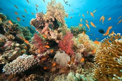 Ocean, Coral And Fish Royalty Free Stock Photography