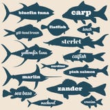 Ocean fish vector silhouettes with names isolated on white background vector illustration Ocean fish vector silhouettes with names isolated on white background vector illustration