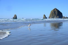 Ocean seascape with large rock formations and a seagull in the foreground stock images Ocean seascape with large rock formations and a seagull in the foreground stock images