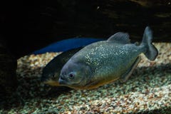 Oceanic fish in the aquarium stock photo Oceanic fish in the aquarium stock photo
