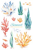 Oceaniczny gałęzatki akwareli set ilustracji Oceaniczny gałęzatki akwareli set ilustracji