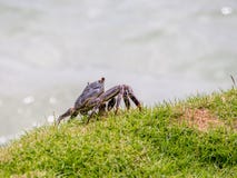 Oceanu krab przy Międzykontynentalnym kurortu i zdroju hotelem w Papeete, Tahiti, Francuski Polynesia Obrazy Stock
