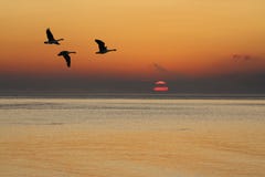 Oche ad alba immagine stock libera da diritti Oche ad alba immagine stock libera da diritti