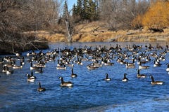 Oche del Canada che nuotano in acque ghiacciate aperte Fotografia Stock Oche del Canada che nuotano in acque ghiacciate aperte Fotografia Stock
