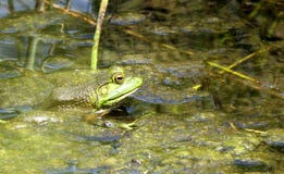 Ochsenfrosch versteckt sich in den Algen stockfoto Ochsenfrosch versteckt sich in den Algen stockfoto