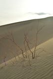 Ochtend in Mesquite-de Doodsvallei van Zandduinen Stock Afbeeldingen Ochtend in Mesquite-de Doodsvallei van Zandduinen Stock Afbeeldingen