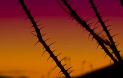 Ocotillo на заходе солнца стоковые фото Ocotillo на заходе солнца стоковые фото