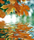October Atumn Maple Leaf