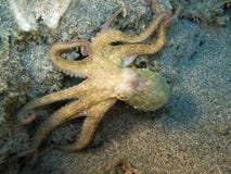 Octopus Stock Photography