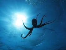 Octopus And Sun Royalty Free Stock Photos