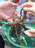 Octopus In Hand Stock Photos