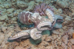 Octopus On A Coral Reef Stock Photography