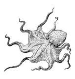 Octopus Vector Royalty Free Stock Images