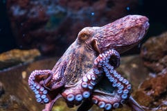 Octopus in water royalty-vrije stock fotografie Octopus in water royalty-vrije stock fotografie
