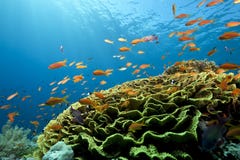 Océano, coral y pescados imagen de archivo libre de regalías Océano, coral y pescados imagen de archivo libre de regalías