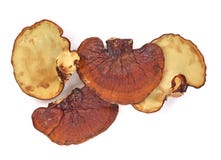 Odgórny widok odizolowywający na białym tle Ganoderma lucidum zdjęcia royalty free Odgórny widok odizolowywający na białym tle Ganoderma lucidum zdjęcia royalty free
